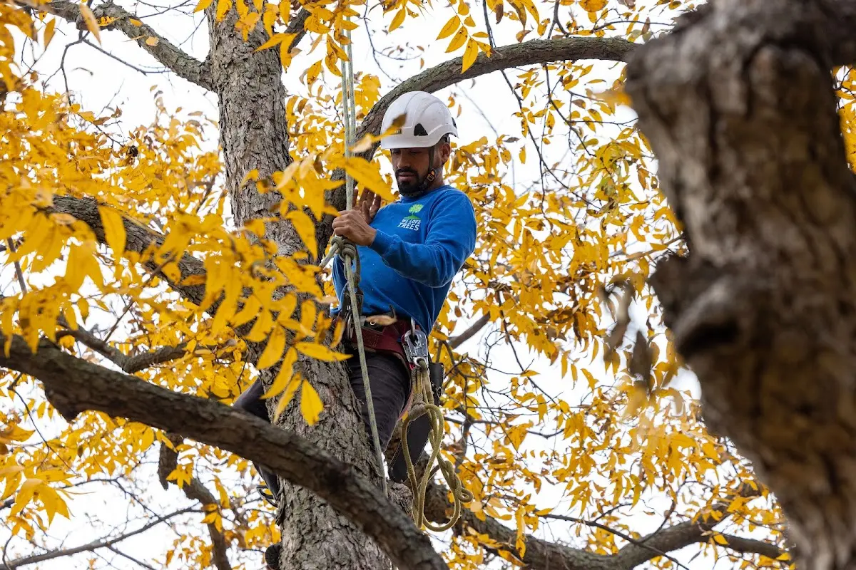 Skilled Tree Planing crew working in Pleasantville