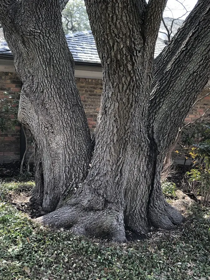 Mature heritage tree close to a Pleasantville property cared for by certified arborists
